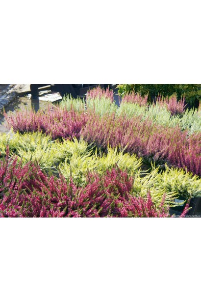 Верес звичайний Атен - використання в ландшафтному дизайні